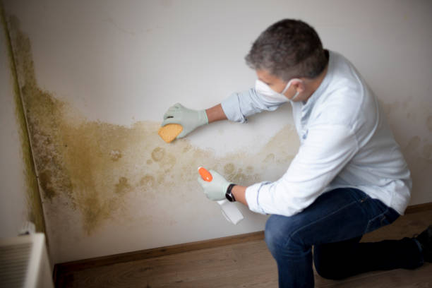 Best Industrial Mold Remediation  in New Waverly, TX