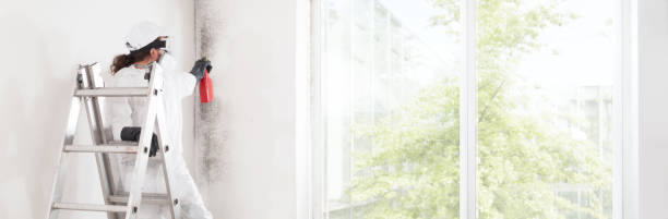 Best Basement Mold Removal  in New Waverly, TX
